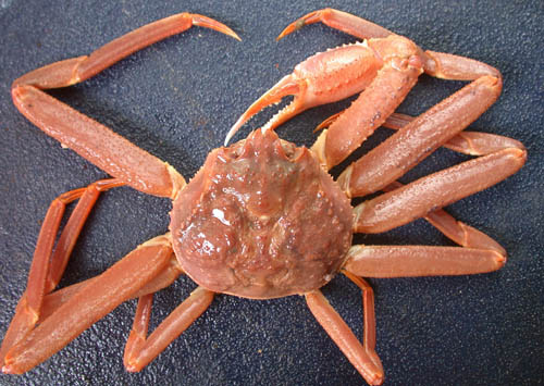 Snow crab taken during the 2008 Beaufort Sea Survey.: Crabs are incidentally caught in fisheries for groundfish and scallops. These fisheries are prohibited from harvesting crab so if they catch them, they are required to throw them back. However, because most of these discarded crabs die, researchers, managers, and fishermen have worked hard to reduce bycatch of crab in other fisheries. A number of measures are in place in other fisheries to protect crab, including bycatch limits, closed areas, and modifications to fishing gear. Researchers continue to look for new ways to protect the valuable crab resource. Photograph and text courtesy of NOAA